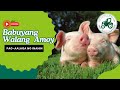 Babuyang walang amoy