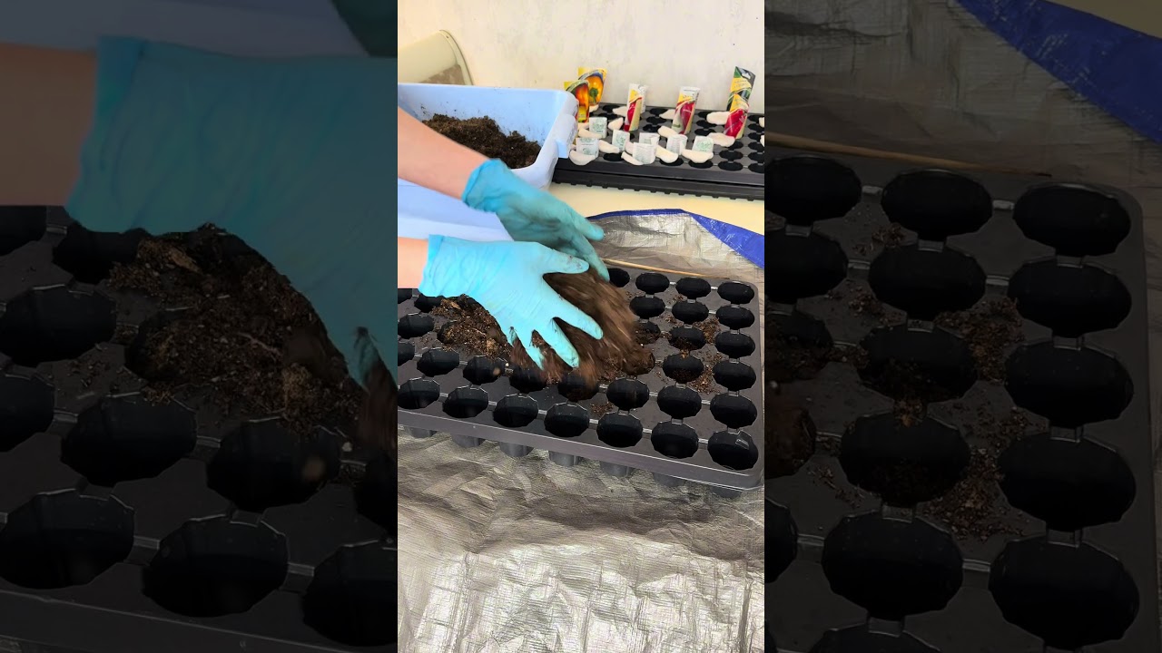 Посев перцев и баклажанов: просто, быстро, результат 100% 