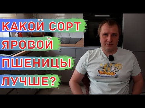 ВАЖНЫЕ НЬЮАНСЫ!! Выбор СОРТА Яровой Пшеницы.