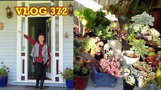 A New Place For Growing Succulents  Vlog 371  Growing Succulents With Lizk