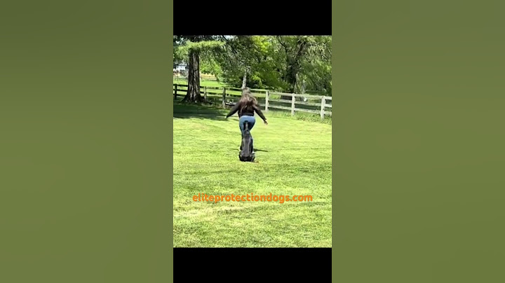 Elite Doberman Off-Leash Obedience | Flawless Control