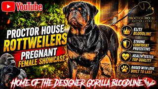 Pregnant Rottweiler Showcase! 2026