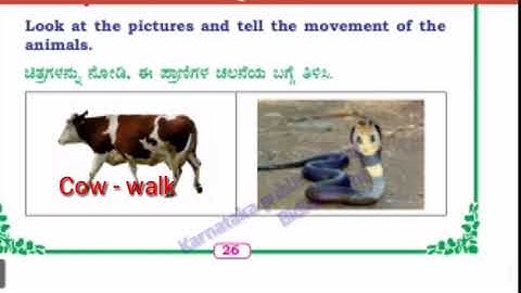 2nd EVS .....Animals around us