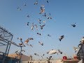 200 Baby pigeons ustad Ahmed Balvi k high flying all breeds