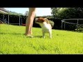 Jack russell : Amazing dog tricks 2