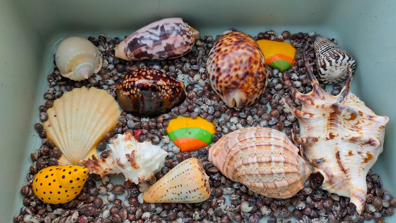 Wow Seru! Menemukan Kerang Beranak, Keong, Kelomang, Umang Umang