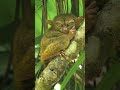 Долгопяты: Уникальные приматы 😍 #животные #природа #приматы