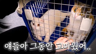 Seven Cats Bathing Site (ENG SUB)