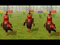 Pio 3D rooster sounds with dance tractor vs bull 🐂 racing 🐎😮😮