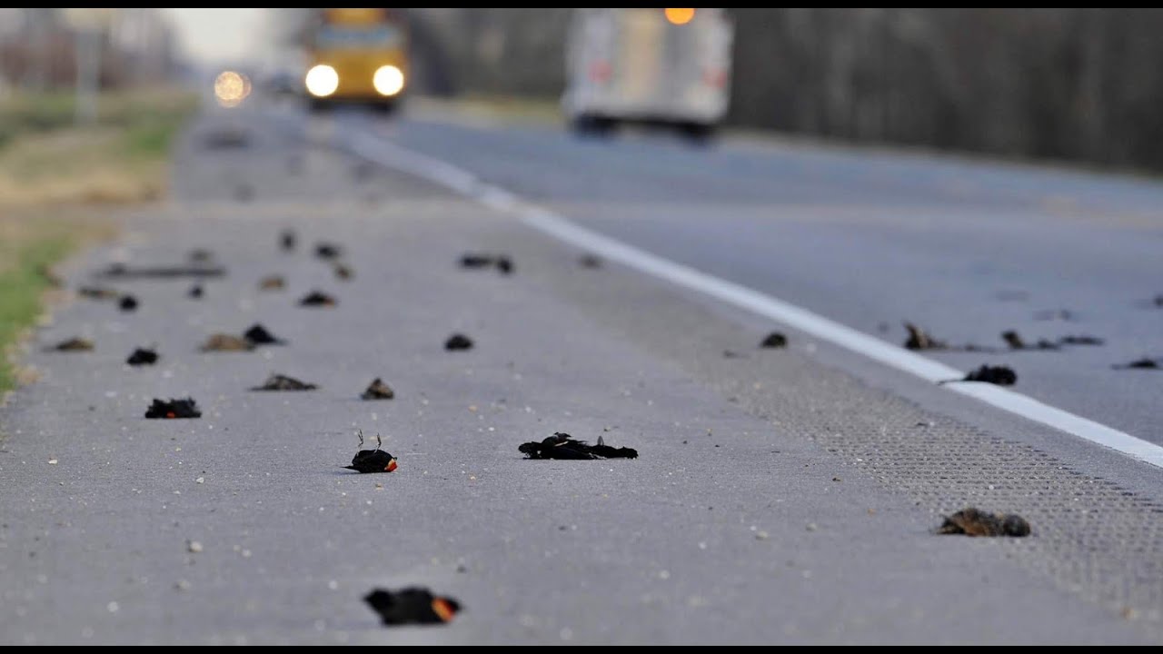 Mystery of Jatinga/ Mass Suicide of Birds!