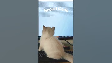 Cat Code