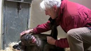 Reencuentro emotivo entre chimpancé y su dueño