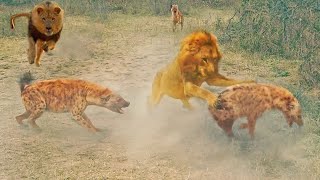 Dramatic Rescue by Hyenas after a Lion Catches one | Giant Python vs Gorilla, Leopard
