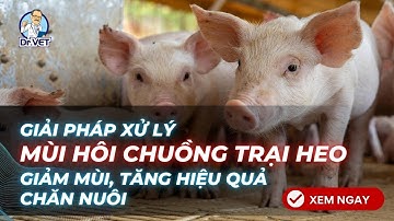 Giải Pháp Xử Lý Mùi Hôi Chuồng Trại Heo Hiệu Quả – Giảm Mùi, Tăng Hiệu Quả Chăn Nuôi | Dr.Vet