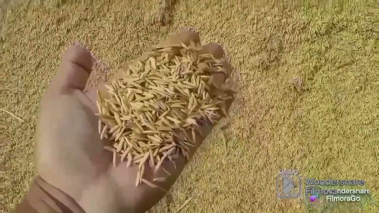 Dhan ka rate || Dhaan 1509 Rates || Dhaan 1692 Rates || 19 July 2023 || دھان کا ریٹ