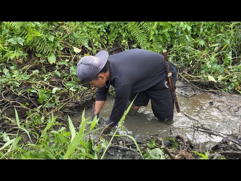 Cari ikan digenangan air saat mau musim panen padi menemukan sarang ikan🤤 #KOOKIKO