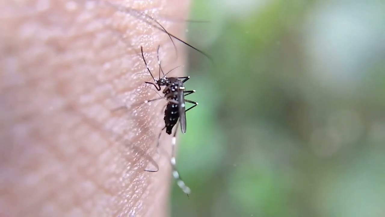 The Mysterious Sound of Mosquitoes"