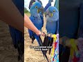 Why the Hyacinth Macaw is a "Living Jewel" 💎#HyacinthMacaw #BlueMacaw #LargestParrot  #birds