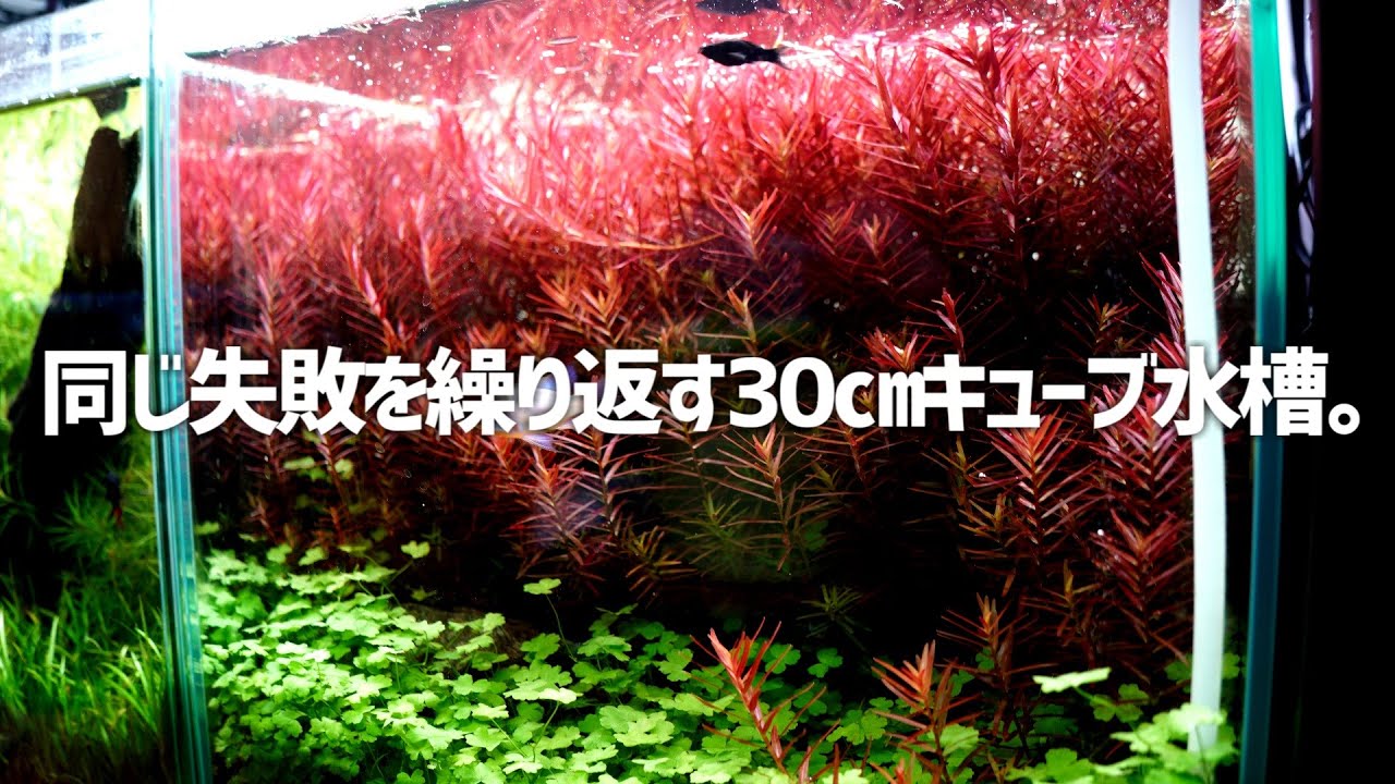 この水槽いる？全く反省が活かされてない30㎝キューブ水槽。#367【アクアリウム】