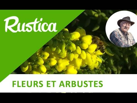 Vidéo: Beaux arbustes d'hiver : les meilleurs arbustes à cultiver en hiver