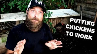 Your Chickens Can Give You More Than Eggs (Making Compost)