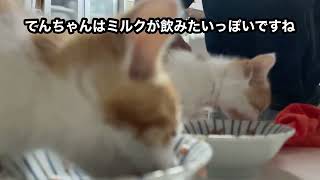 ［保護猫】がっつくガンモ！ミルクを飲みたいてんちゃん by 猫’s（ネコズ ）チャンネル 3,374 views 1 year ago 3 minutes, 5 seconds