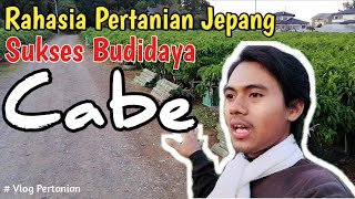 Rahasia Sukses Budidaya Cabe di Pertanian Jepang | Vlog Pertanian