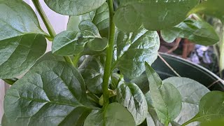 My Organic Vegetables In Pots, Kapag May Itinanim , Hindi Ka Magugutom, Makakatipid Pa
