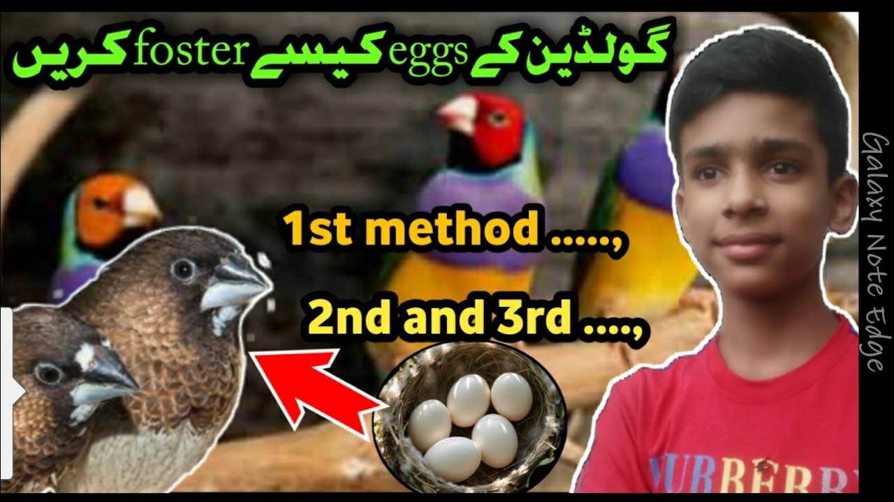 How to foster goldien eggs to benglise @ mujeeb birds breeding - YouTube