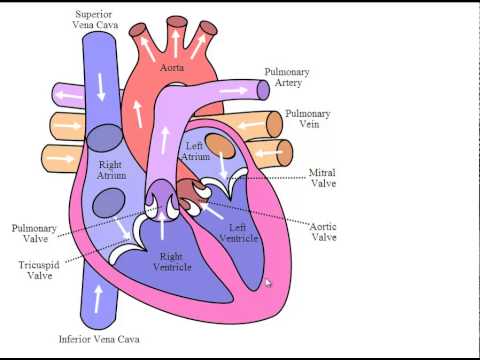 HEART - Double circulation process - YouTube