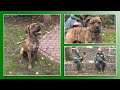 Hundevermittlung - November/Dezember 2020 (Tierheim Hannover TV)