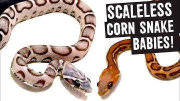 SCALELESS CORN SNAKE BABIES!!!