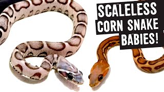 SCALELESS CORN SNAKE BABIES!!!