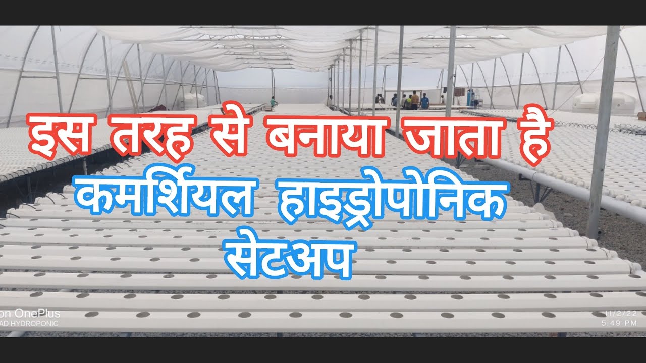 Commercial Hydroponic Setup.