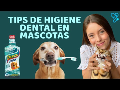 Video: 5 maneras de refrescar la salud dental de su mascota