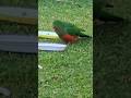 Young King Parrot Port Stephens 2025