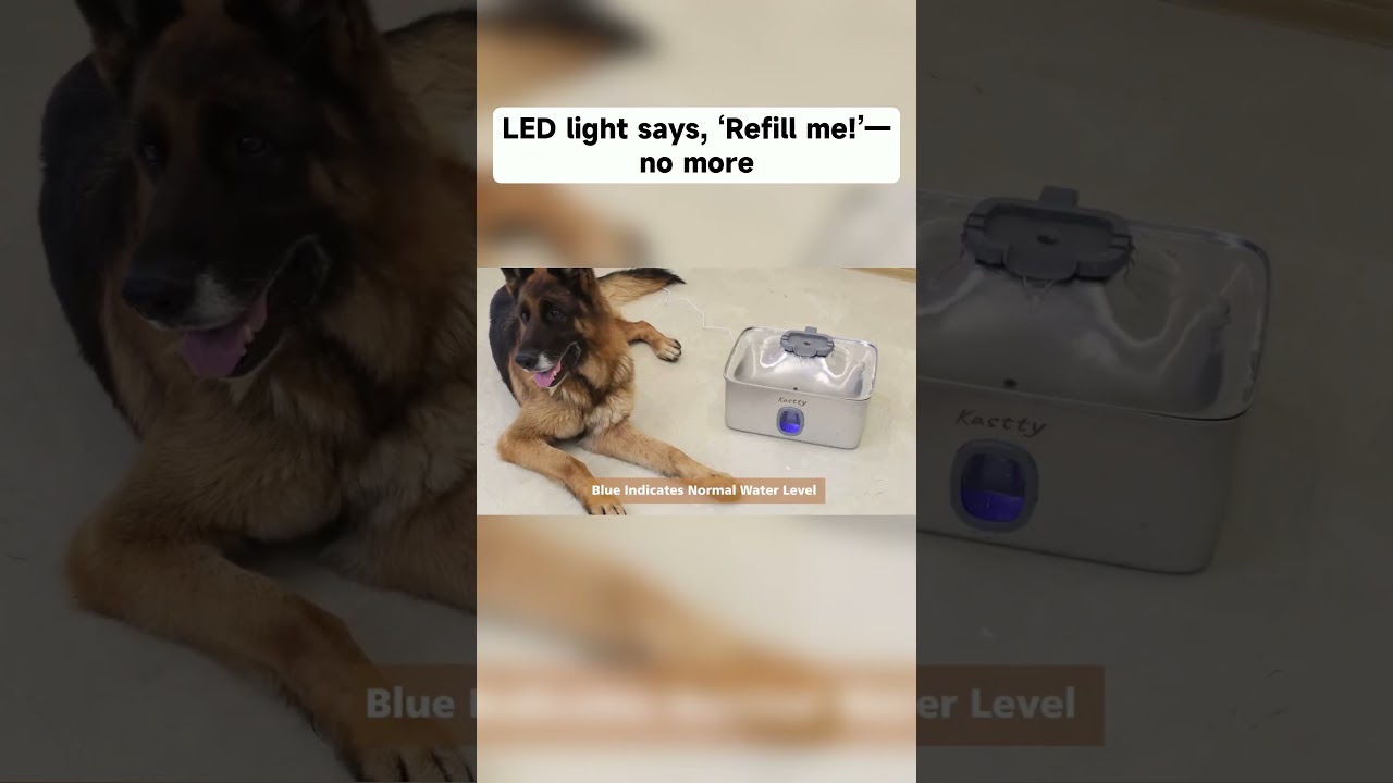 15 L Giant Stainless Steel Dog Water Fountain 🐶💧 | Kastty Automatic Bowl Review