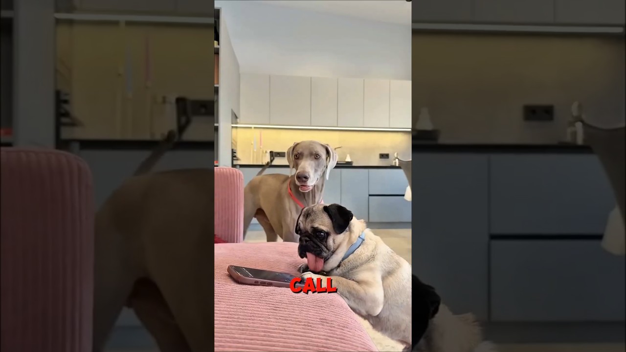 Max Got Fooled 😨😱