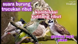 🔴 SUARA PIKAT BURUNG TRUCUKAN VS BURUNG KUTILANG RIBUT KOMBINASI ANAKAN BURUNG HANTU⁉️