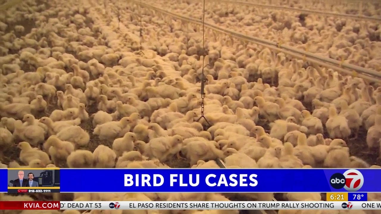 More cases of bird flu identified in Colorado poultry workers - YouTube