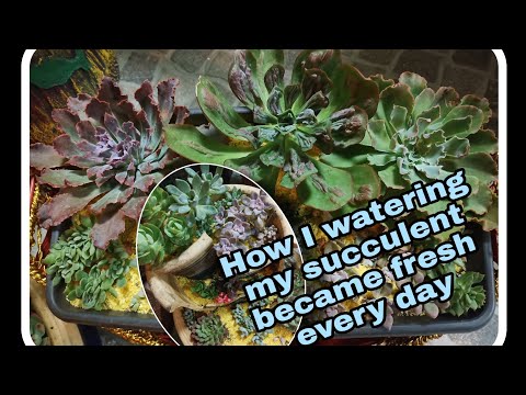 Video: Bila hendak menyiram succulents?