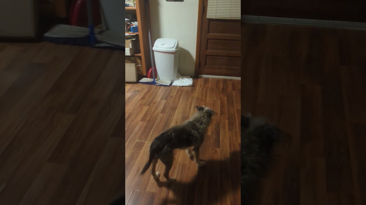 #bluecollar #cat #makepositivitylouder #lovewinsalways #blessings #thanksforwatching