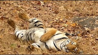 A Magnificent Tigress - Full day at Satpura Tiger Reserve. Part 4 of 5 Tiger Reserves of India.