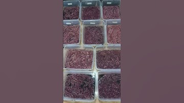 CACING NIPAH / KAPANG / PUMPUN #shorts #umpanjitu #umpanmancingikan #umpanmancingudanggalah