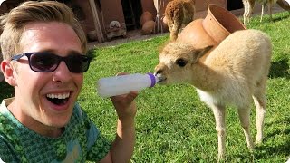 I Kissed a Baby Llama! | Evan Edinger Travel