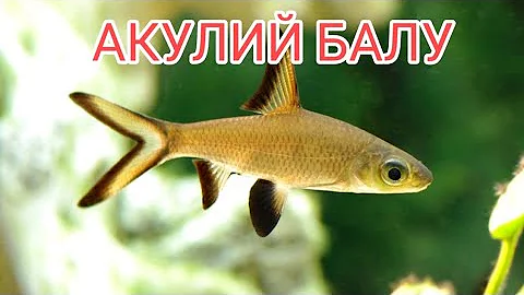 АКУЛИЙ БАЛУ. СОДЕРЖАНИЕ , УХОД И КОРМЛЕНИЕ