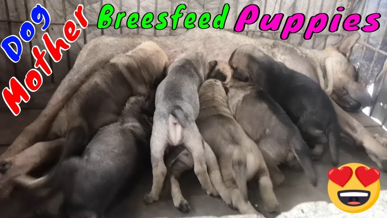 Mother Dog Breastfeeding Her Newborn Puppies Scene | Viral Dog Puppy ...