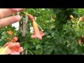 FLOWERING VINES FOR SHADE IN TEXAS, VINES TEXAS IN FOR SHADE FLOWERING,