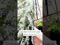 Two years in the ground — the Snow Willow is thriving #garden #springdiaries #spiraea #plants