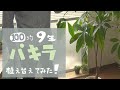 (100均巨大パキラ）観葉植物の植え替え方法